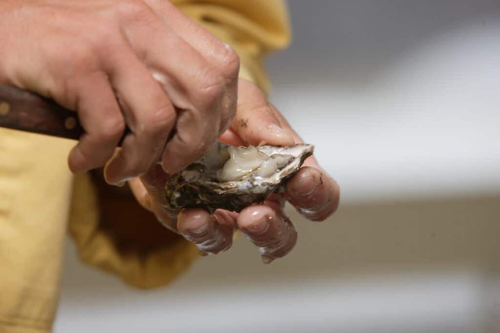 Dégustation d'huître fraîche à l'ouverture Mains ouvertes d'une personne dégustant une huître fraîche avec un couteau, le coquillage est humide.